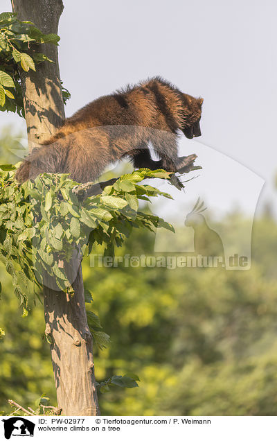 Vielfra klettert auf Baum / wolverine climbs on a tree / PW-02977