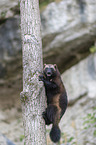 wolverine climbs on a tree