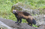 standing wolverine