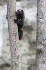 wolverine climbs on a tree