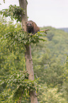 wolverine climbs on a tree