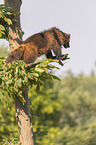 wolverine climbs on a tree