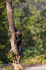 wolverine