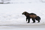 wolverine
