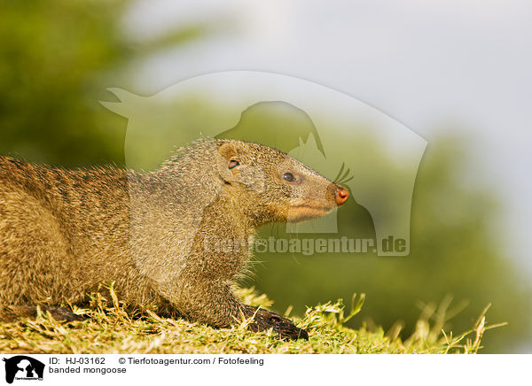 Zebramanguste / banded mongoose / HJ-03162
