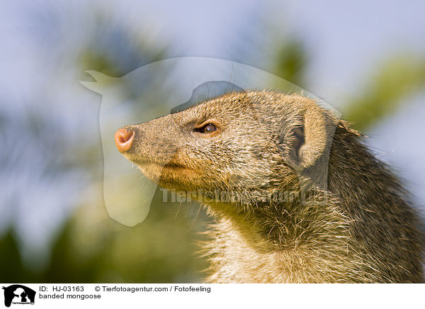 banded mongoose / HJ-03163
