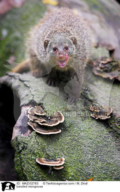 banded mongoose / MAZ-02783
