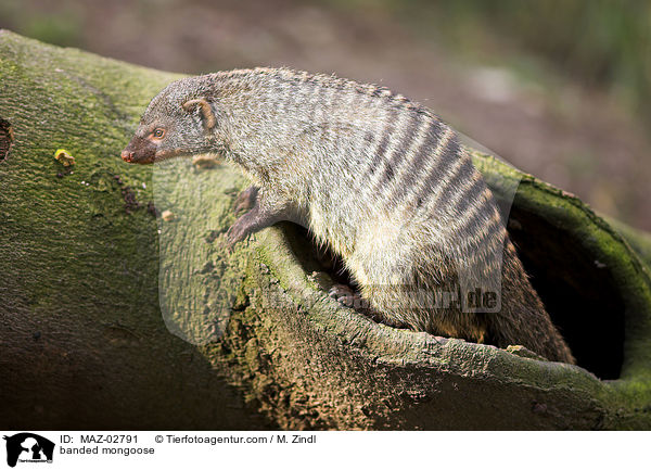 Zebramanguste / banded mongoose / MAZ-02791