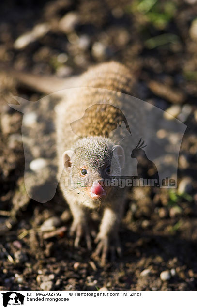 banded mongoose / MAZ-02792