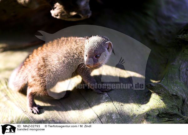 banded mongoose / MAZ-02793
