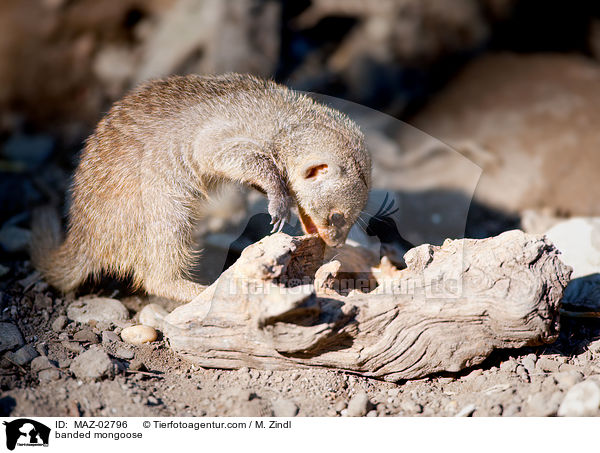 Zebramanguste / banded mongoose / MAZ-02796