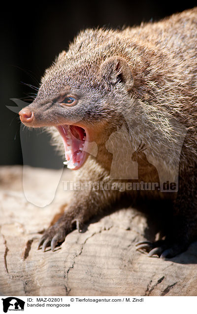 banded mongoose / MAZ-02801