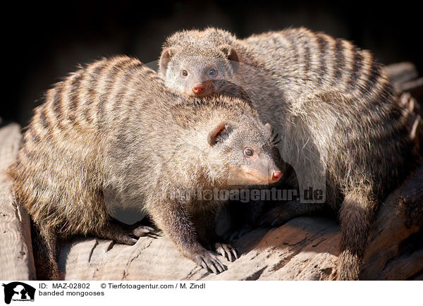 Zebramangusten / banded mongooses / MAZ-02802