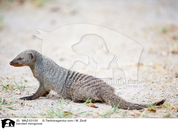 banded mongoose / MAZ-03100