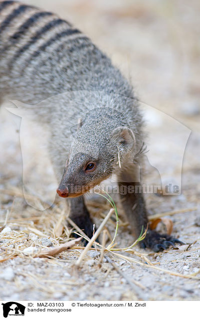 banded mongoose / MAZ-03103