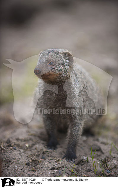 banded mongoose / SST-10264