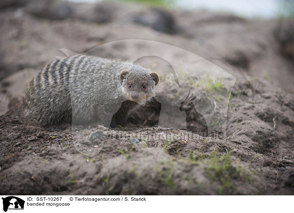 Zebramanguste / banded mongoose / SST-10267