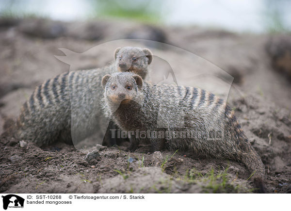 banded mongooses / SST-10268