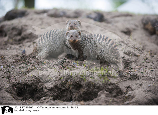 banded mongooses / SST-10269