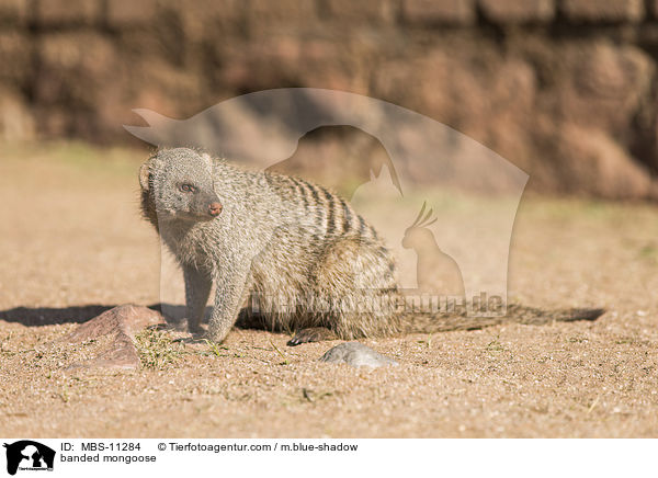 banded mongoose / MBS-11284