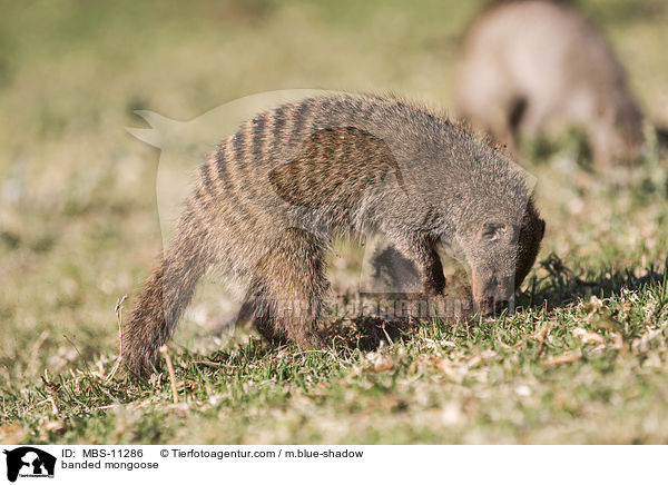 banded mongoose / MBS-11286