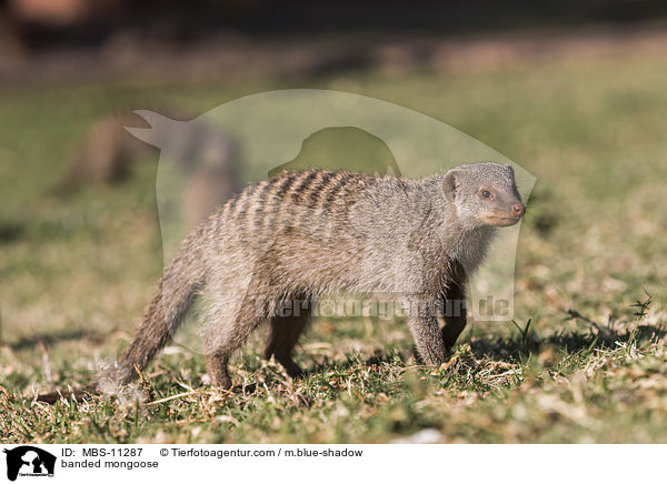 banded mongoose / MBS-11287