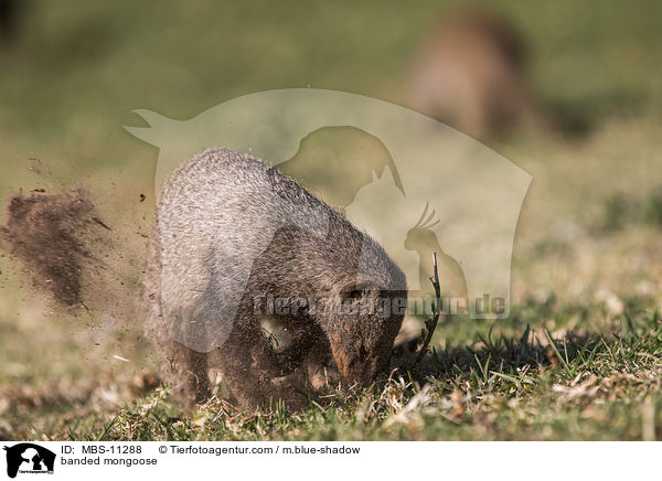 banded mongoose / MBS-11288