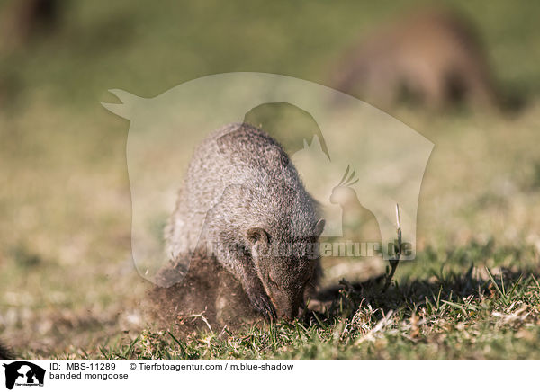 banded mongoose / MBS-11289