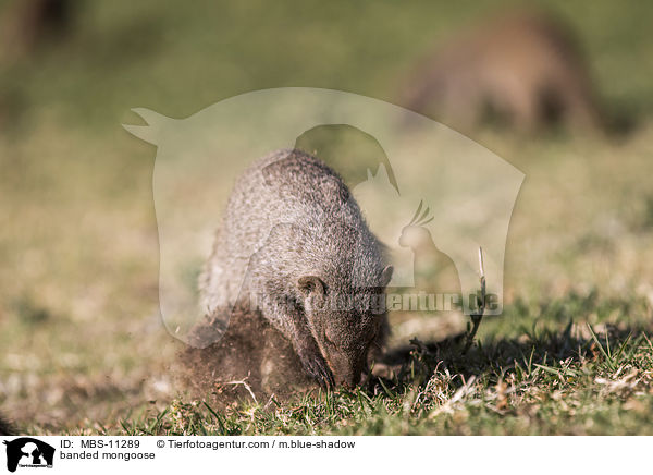 Zebramanguste / banded mongoose / MBS-11289