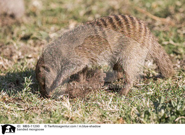 banded mongoose / MBS-11290