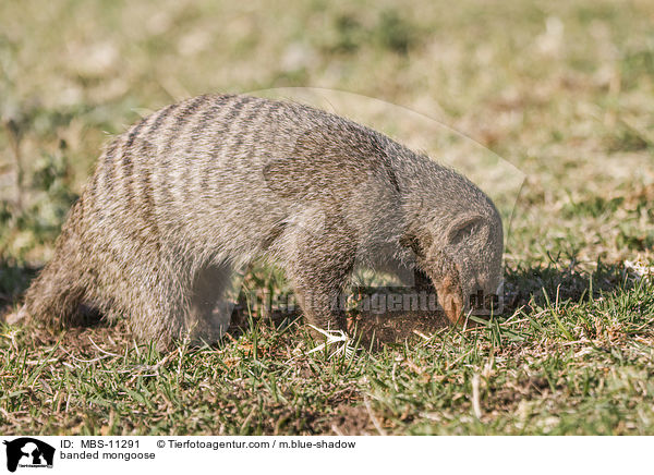 banded mongoose / MBS-11291
