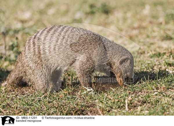 Zebramanguste / banded mongoose / MBS-11291