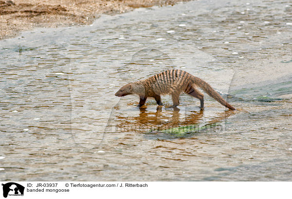 Zebramanguste / banded mongoose / JR-03937
