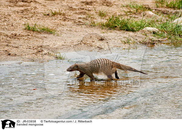 Zebramanguste / banded mongoose / JR-03938