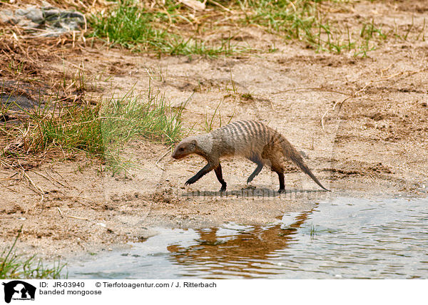Zebramanguste / banded mongoose / JR-03940