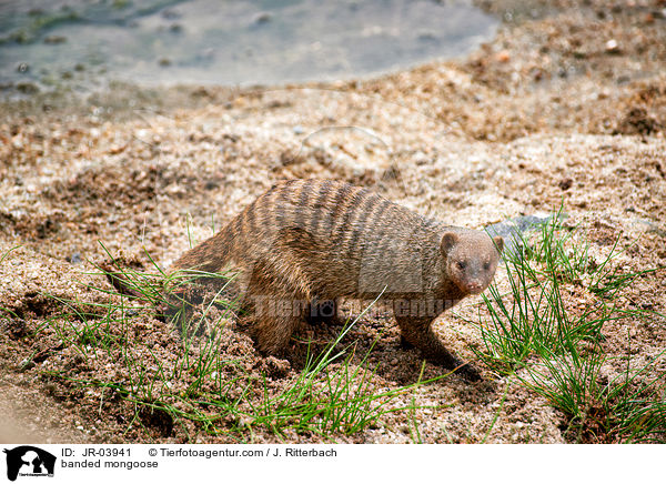 banded mongoose / JR-03941