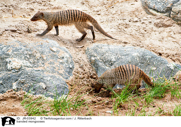 Zebramangusten / banded mongooses / JR-03942