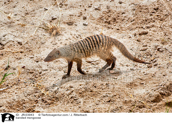 banded mongoose / JR-03943