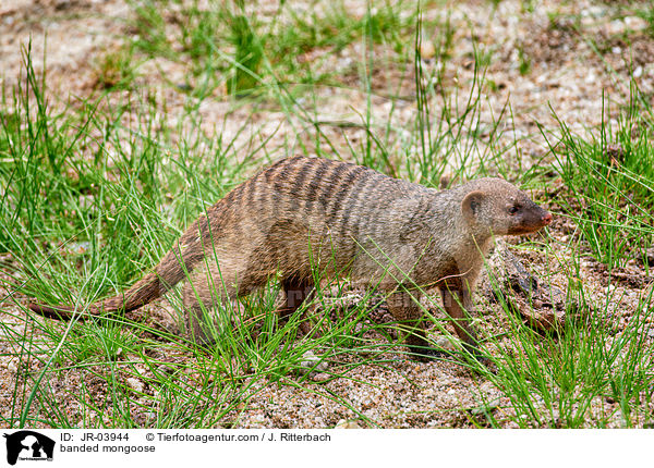 banded mongoose / JR-03944
