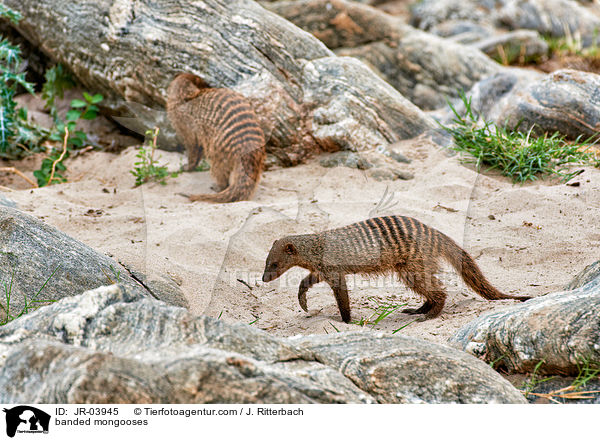banded mongooses / JR-03945
