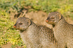 banded mongooses