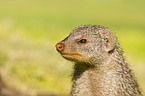 banded mongoose