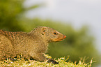 banded mongoose