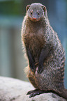 banded mongoose