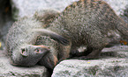 banded mongooses