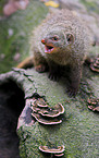 banded mongoose