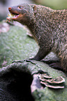 banded mongoose