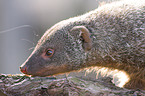 banded mongoose