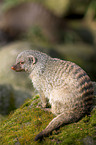 banded mongoose