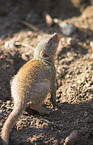 banded mongoose